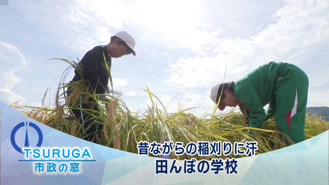敦賀市】市政の窓「昔ながらの稲刈りに汗 田んぼの学校」(R6.10.3