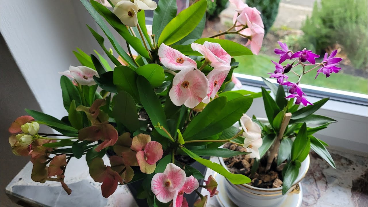  Dikenler tacı= Christusdorn 🌸Dendrobium kingianum berrry oda - Orhidee