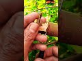 Amazing grafting technique🌳🌳#airlayering #ombur #grafting #bonsai #gardening #diy #craft