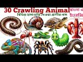 Crawling Animal Name| Kids Learn 30 Crawling Animal Name In English With Picture|Crawling Vocabulary