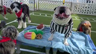 Puppy Bowl VII 2024