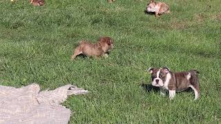 English Bulldog Puppies For Sale