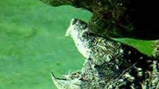 alligator snapper uses worm-like tongue to lure fish