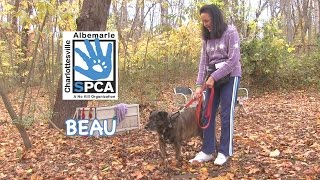 Beau by CharlottesvilleSPCA 1,202 views 9 years ago 1 minute, 53 seconds
