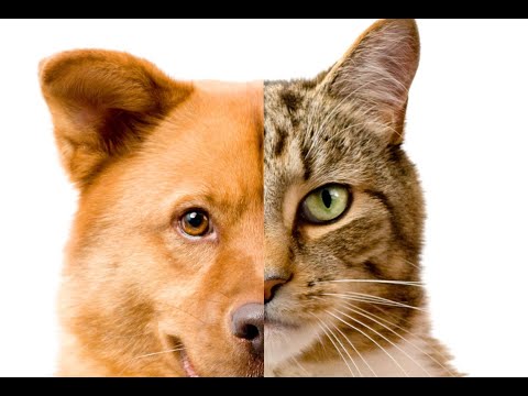 HACKING DOG AND