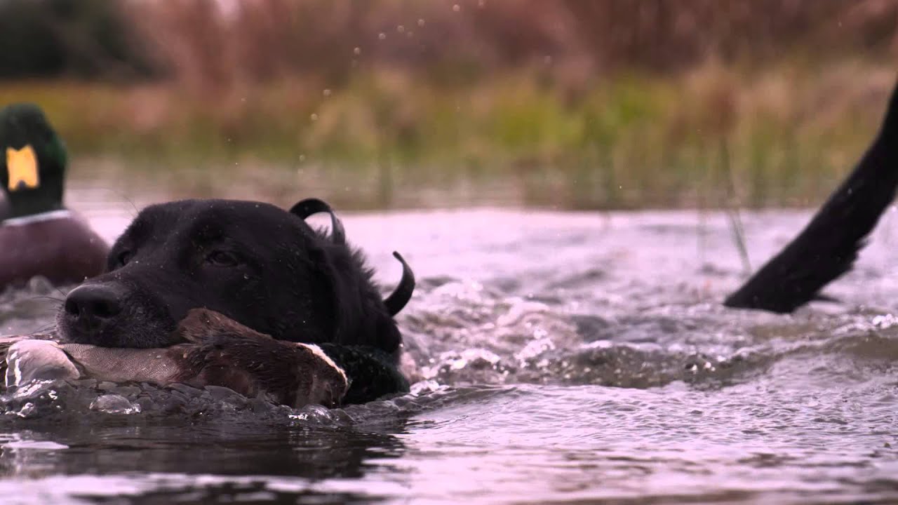 The Fowl Life w/ Chad Belding - Texas A&M DU Banquet - Outdoor Channel