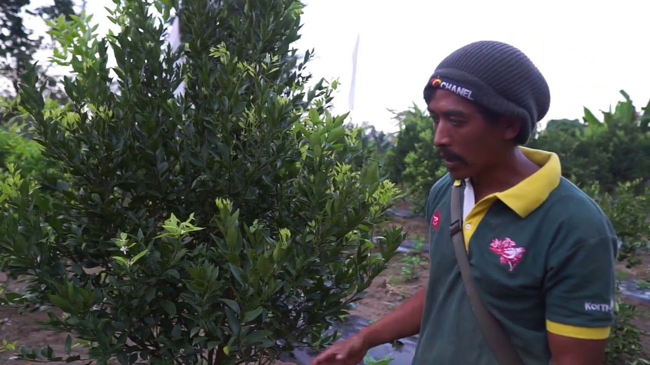 Pemangkasan Perbaikan Setelah Top Working Lima Bulan, Satu Tahun, Dan Hasilnya Terbukti Keluar Bunga