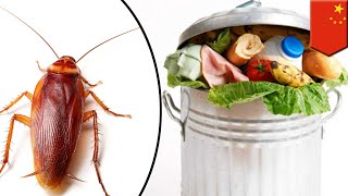 Cockroaches used in China to dispose of food waste - TomoNews screenshot 5