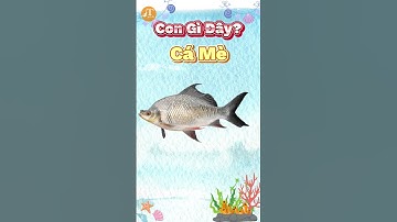 Dạy Bé Đọc Tên Các Loài Cá Sống Nước Ngọt #part3 #shorts