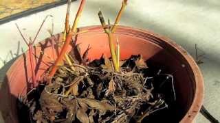 Spring up date - japanese maple cuttings