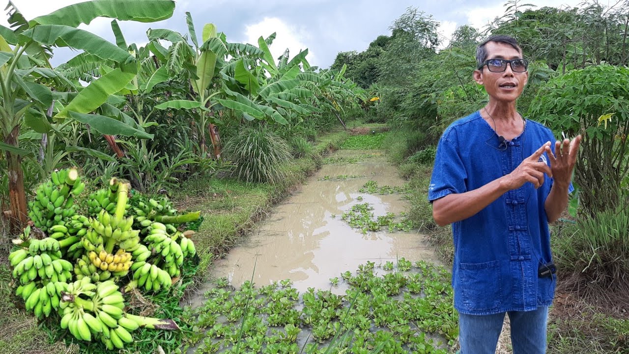 สุดยอดการทำเกษตรแบบคนต้นทุนต่ำ!!ทำยังไงจะอยู่ได้ไปรอด..เคยทำอาชีพมาหลากหลายสุดท้ายเลือกเกษตรพอเพียง