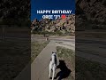 Happy Birthday To Oree " My Akita!"