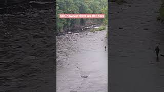Today's fishing report Salmon River, Pulaski, NY #fishing #salmon