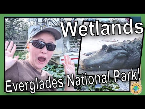 Everglades National Park: Teach About Wetlands and Mangrove Forests ...