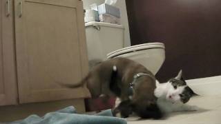 Cat and Dog Love Play (Sanyo  VPC CG102 Test Footage Xacti)