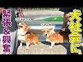 久しぶりの犬社会...ガウってごめんね