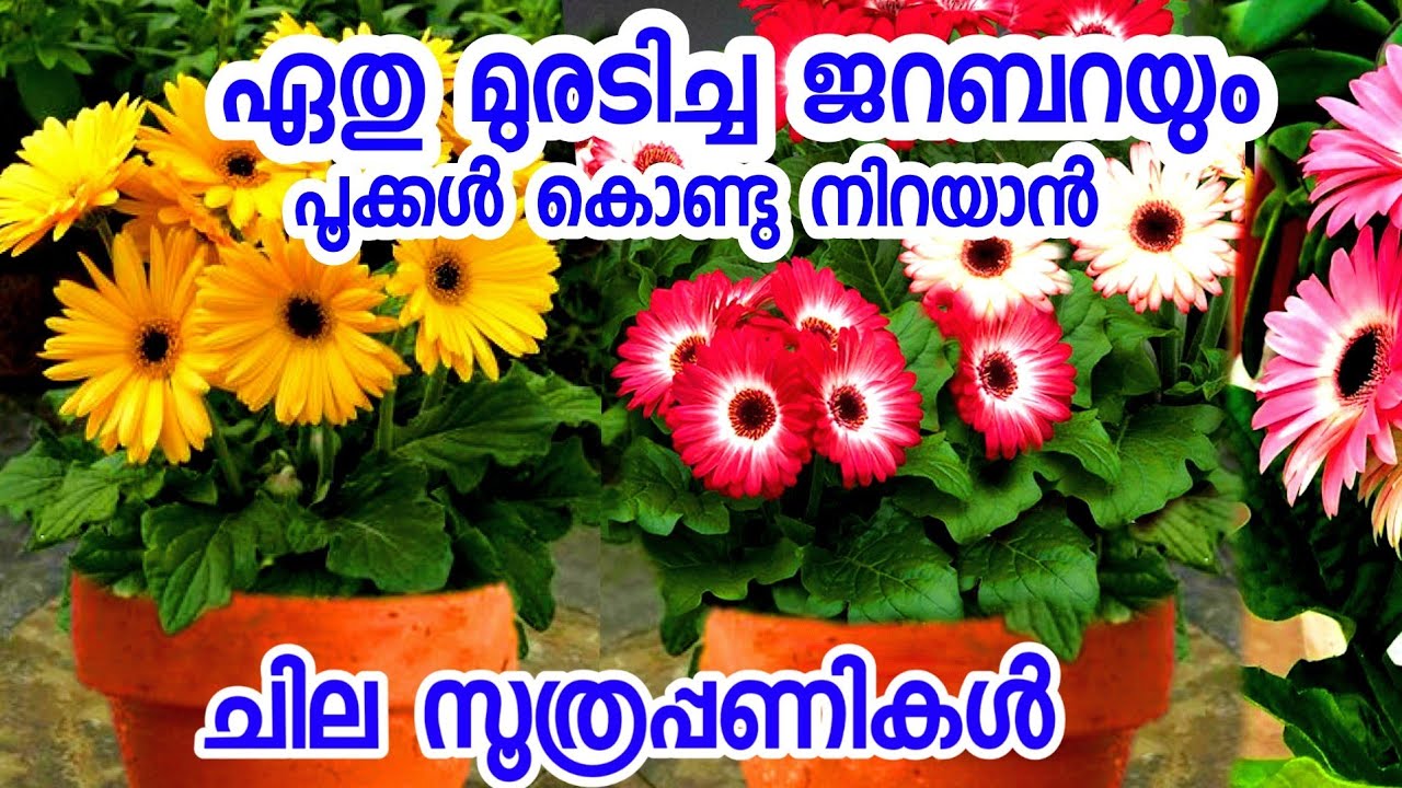 ജറബറയിൽ പൂക്കൾ നിറയാൻ ഇതൊന്നു പരീക്ഷിച്ചു നോക്കൂ|gerbera malayalam|care|pot|gerbera flower|pookkan