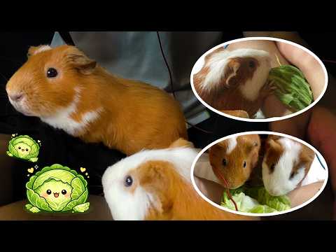 Guinea pigs munching on cabbage on my legs🥬 (chewing sounds) 足の上でキャベツをむさぼるモルモットたち🥬(咀嚼音)