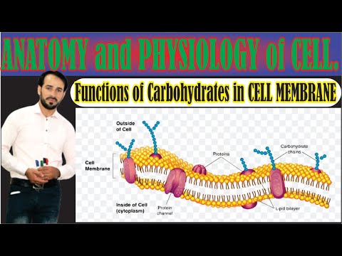 सेल झिल्ली कर्बोदकांमधे | पेशीच्या पडद्यामध्ये उपस्थित कार्बोहायड्रेट्सची कार्ये | शीर्ष धडा 4u