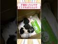 子猫拾ったんやがどうすればええんや… #2ch動物スレ #猫動画 #保護猫 #猫のいる暮らし