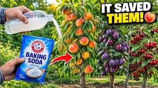 Baking Soda Saves Dying Peach, Plum & Cherry Trees From Disease and Yellow Leaves Instantly