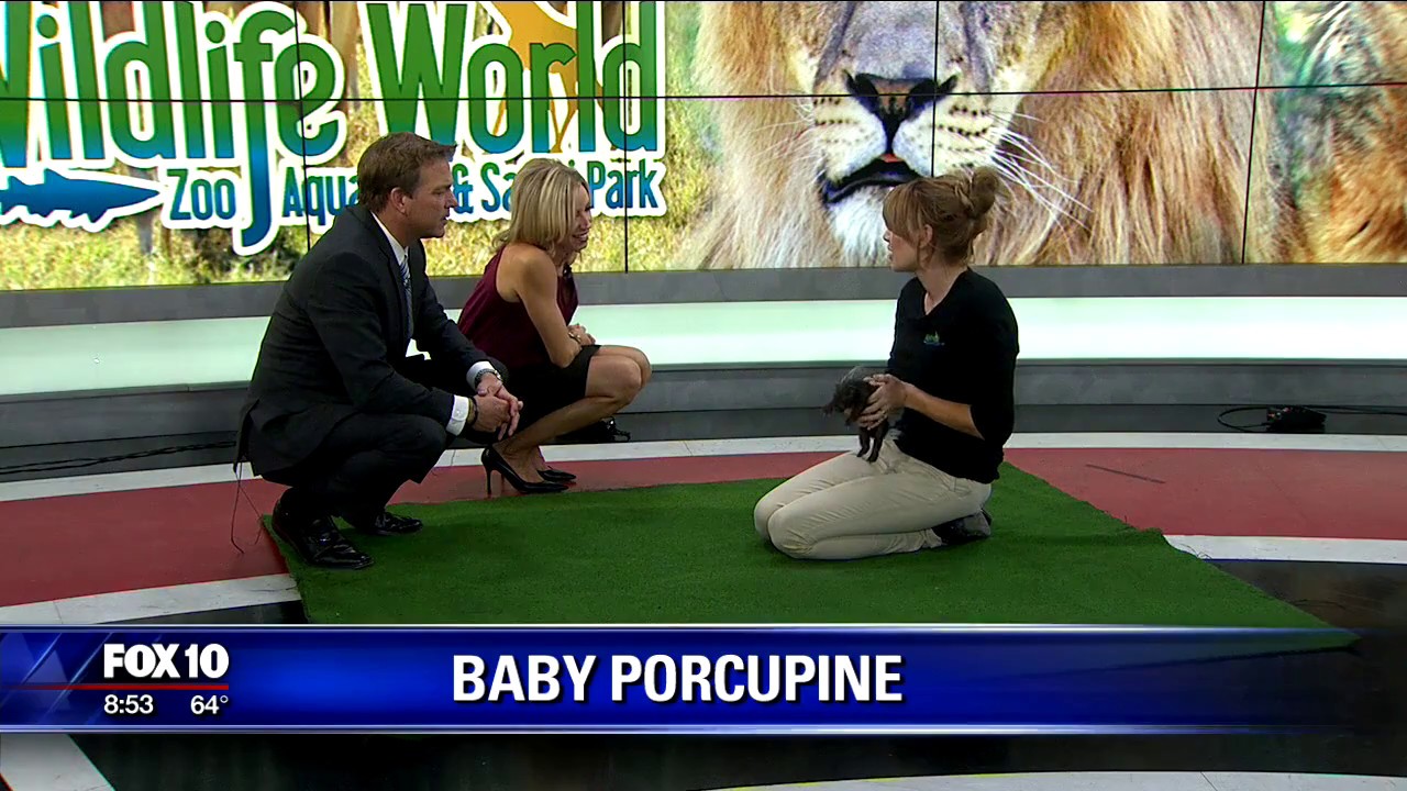 wildlife world zoo jobs Adorable Baby Porcupine Makes It On The News