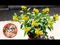 Fertilizer for ticoma flower plant  how to prepare of ticoma plant for flowers