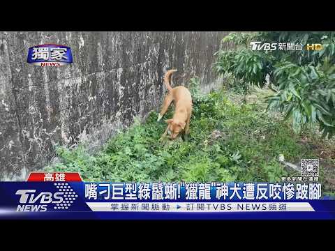 #獨家 嘴刁巨型綠鬣蜥!「獵龍」神犬遭反咬 縫針慘跛腳｜TVBS新聞網@tvbsnews24live