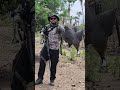 abate de galinhas da Angola Guiné capote #naturezasurpreendente #tirodeportivo #acampamento