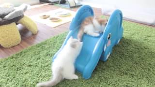 Котята экстремалы)extreme kittens. Котята экстремалы)extreme kittens.