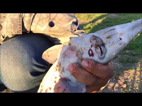 Video: Kako Loviti U Tradiciji Ruskog Ribolova