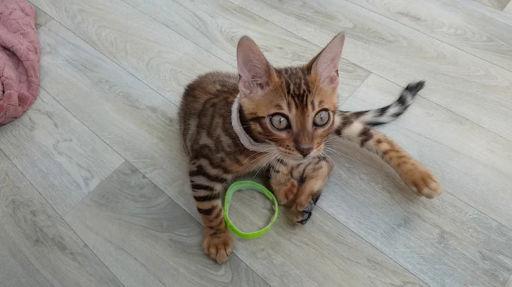 Video 11246921: bengalcat cat cute, bengal boy, bengal playing