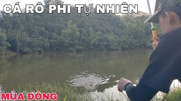Điểm câu tự nhiên nhiều cần thủ săn rô phi khủng ! Câu đài tự nhiên mùa đông.