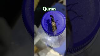 Islamic shorts islam