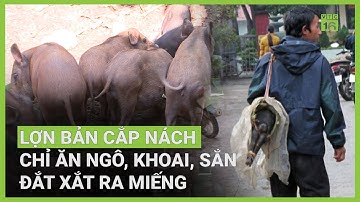 Lợn bản cắp nách xứ Mường chỉ ăn ngô sắn: Đắt xắt ra miếng | VTC16