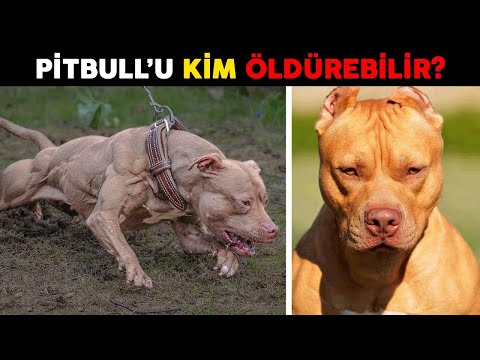 Video: Pitbull Net Değer