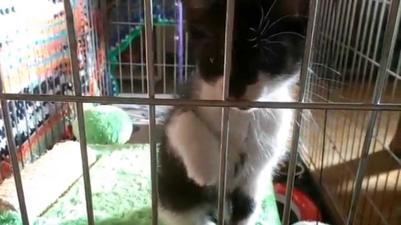 like a prayer new kitten day 1, uncut video p 1