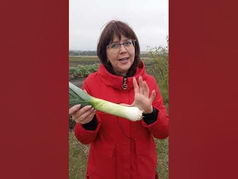 Лук который идеален для жарки! - YouTube