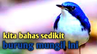 Burung siberian blue robin burung migran yang tak mau pulang