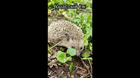 Какие бывают ежи? 3 вида ежей в Ростовском зоопарке #ростовскийзоопарк  #ёжик #ежики