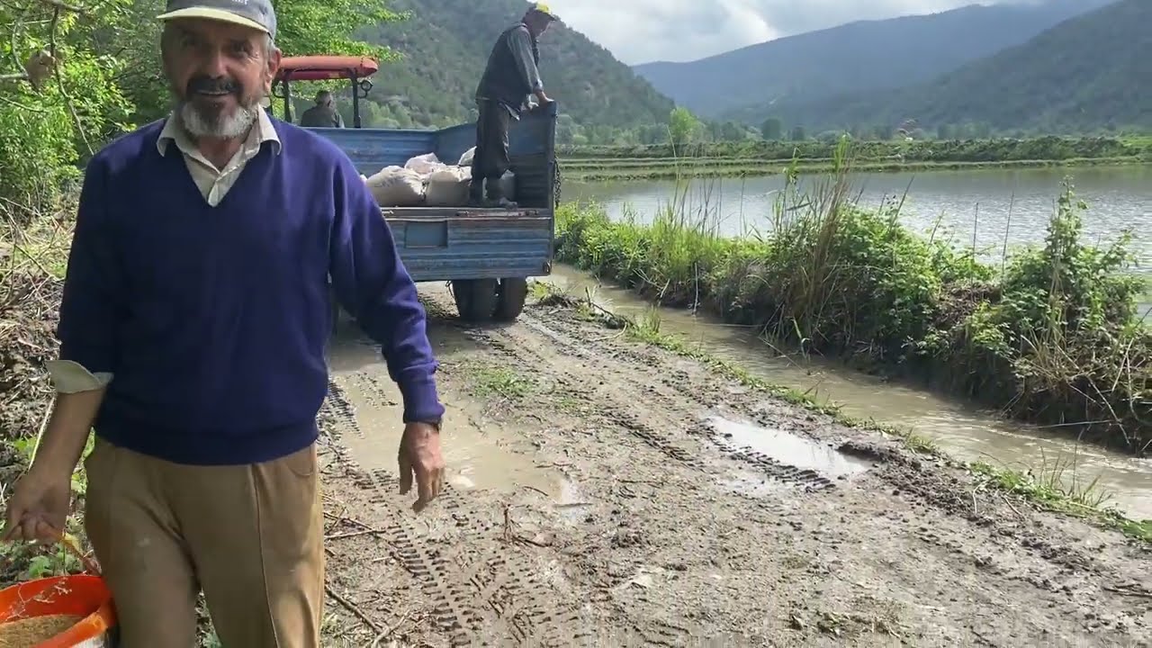 PİRİNÇ EKİMİ#pirinç #ekimi #köydeyaşam #köyhayatı #köydehayatvar #tosya