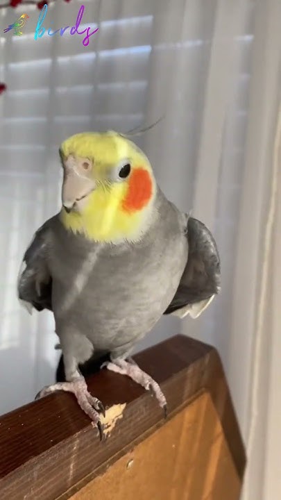 why-do-cockatiels-flap-their-wings-cockatiel-parrot-birds-youtube