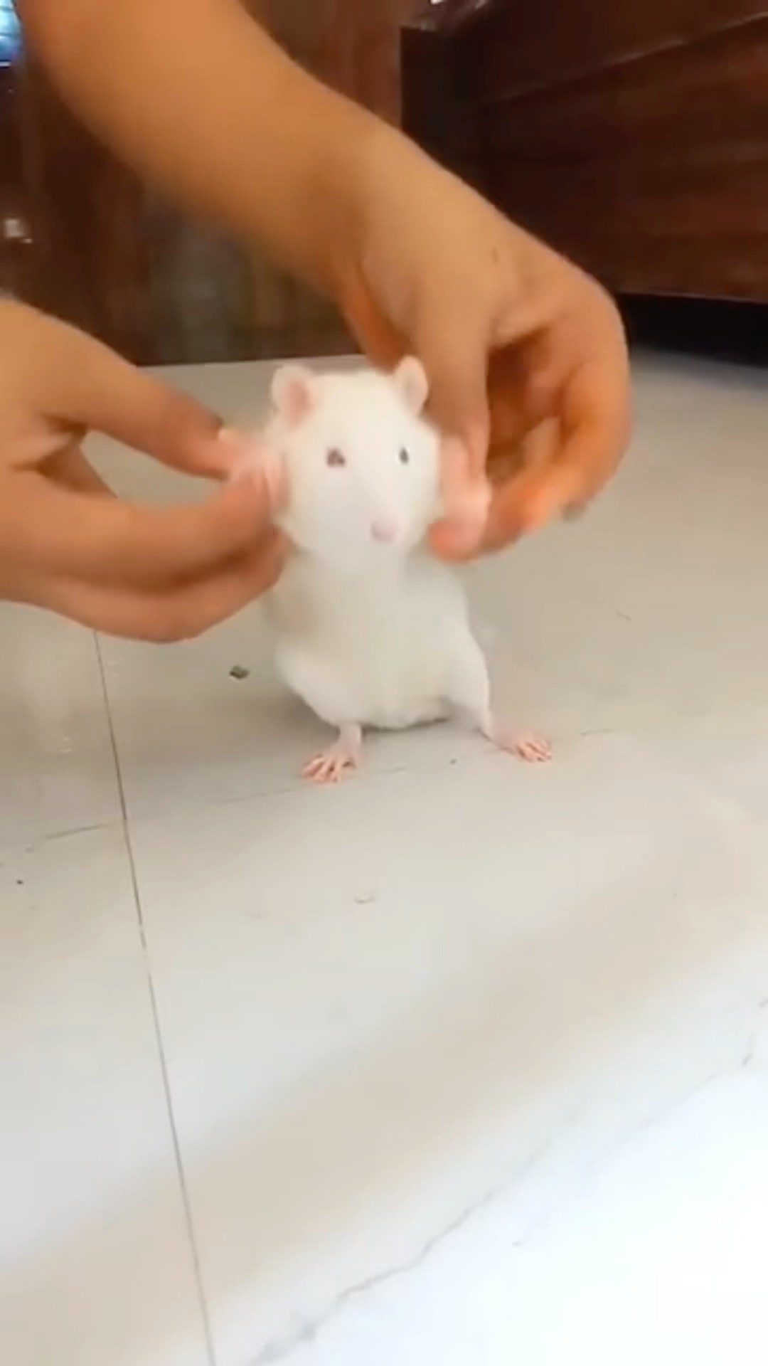 CHOTU KA DANCER MOUSE #shorts @FACTFIREKING