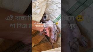 God Bless Her 🙏| Dog Rescue Video #love #explore #dog #dogs #shorts #viral #rescue #reels #dogshorts