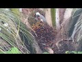 African Grey Parrot enjoying palm-nuts #Chimpanzee Guest House #Uganda