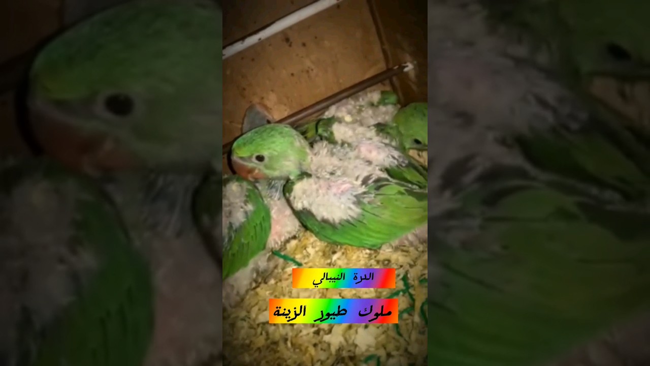 فروخ طيور الدرة النيبالي 💓 #shorts