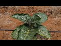 Common Diseases Affecting Tree Tomatoes A Look At Blight And Frost Common Diseases Affecting Tree Tomatoes A Look At Blight And Frost