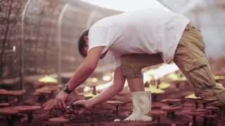 上薬研究所の霊芝　国内産へのこだわり　代表取締役 田中愼一郎