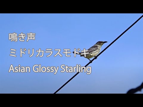 【鳴き声】ミドリカラスモドキ Asian Glossy Starling