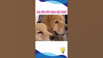 khi gâu đần chọn lộn nghề #kienthucthuvi  #giaitri  #kienthuchay #cothebanchuabiet